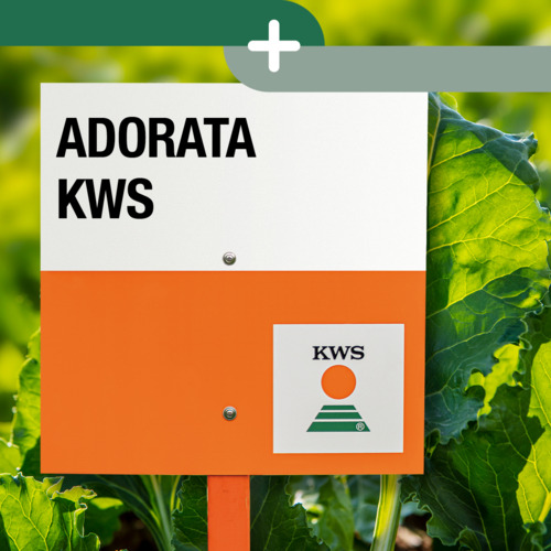 ADORATA KWS