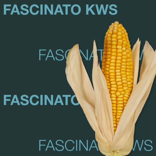 KWS FASCINATO