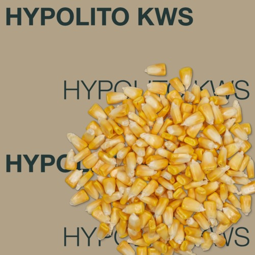 KWS HYPOLITO