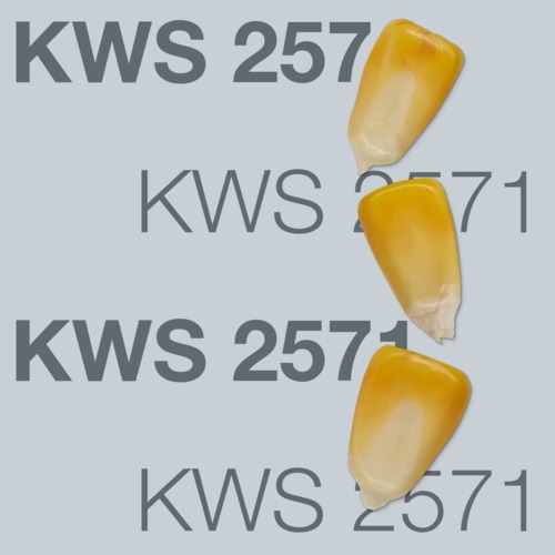 KWS 2571