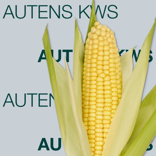 AUTENS KWS