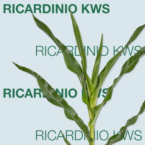 RICARDINIO