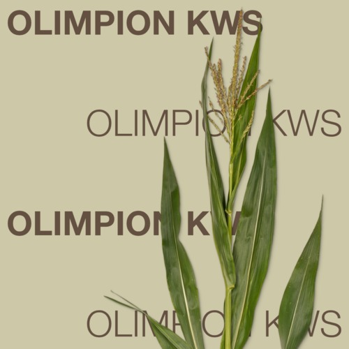 KWS OLIMPION