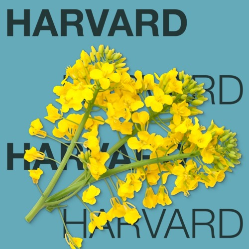 HARVARD