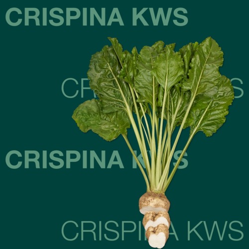 CRISPINA KWS