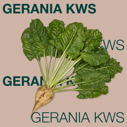 GERANIA KWS