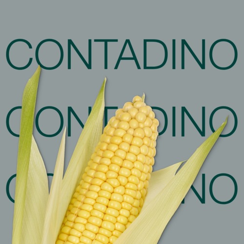CONTADINO