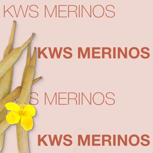 KWS MERINOS