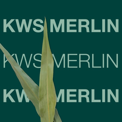 KWS MERLIN