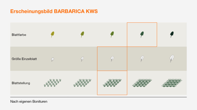 BARBARICA KWS