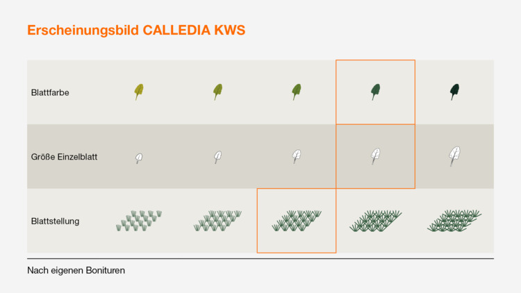 CALLEDIA KWS energy