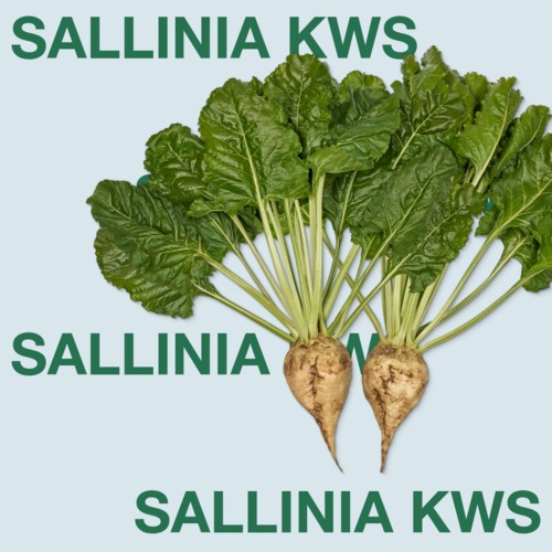 SALLINIA KWS