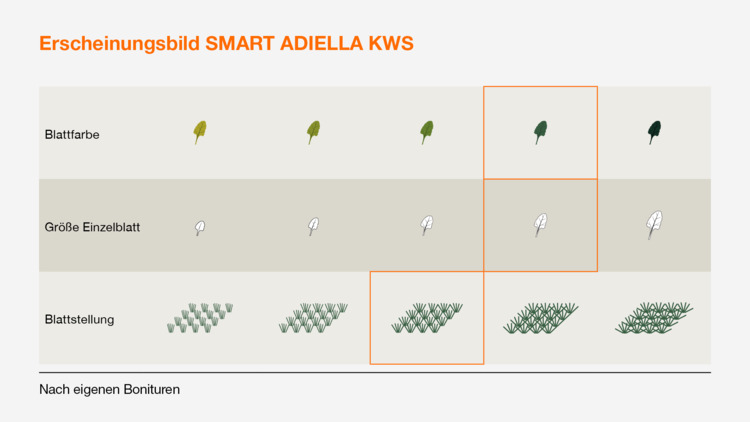 SMART ADIELLA KWS