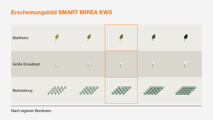 SMART MIREA KWS