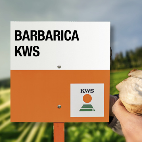 BARBARICA KWS