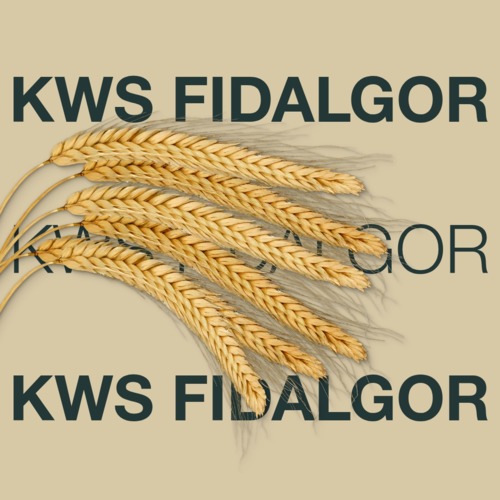 KWS FIDALGOR