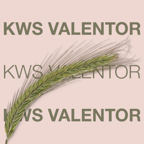 KWS VALENTOR