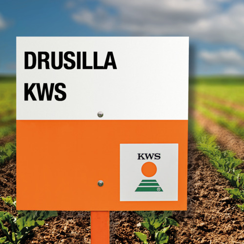 DRUSILLA KWS