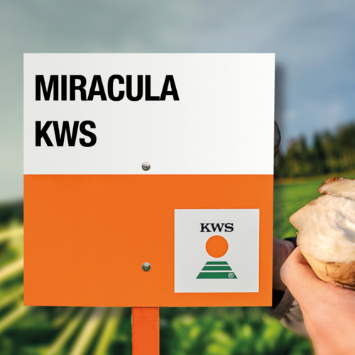 MIRACULA KWS
