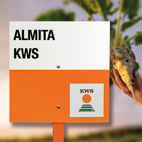 Almitaa ALMITA KWS | Betterave sucrière- KWS en France