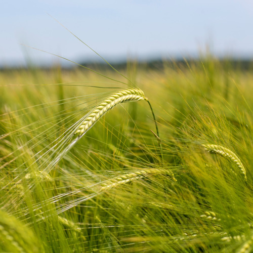 Kws Hawking - Barley & Oats Variety Overview - Winter Barley - Cereals 