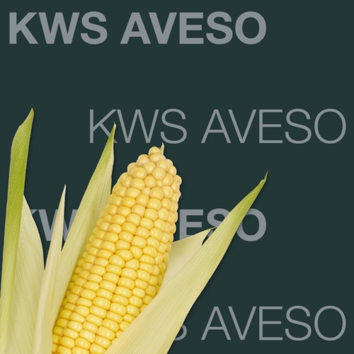 KWS AVESO