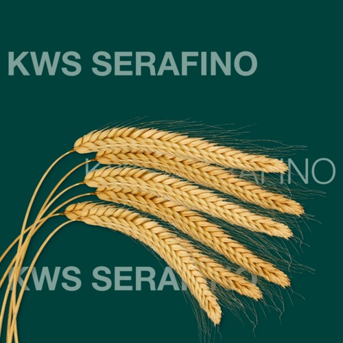 KWS SERAFINO