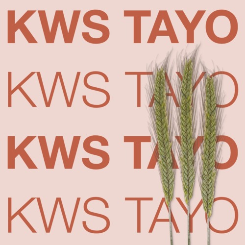 KWS TAYO