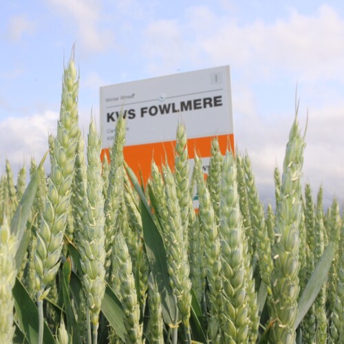 KWS FOWLMERE