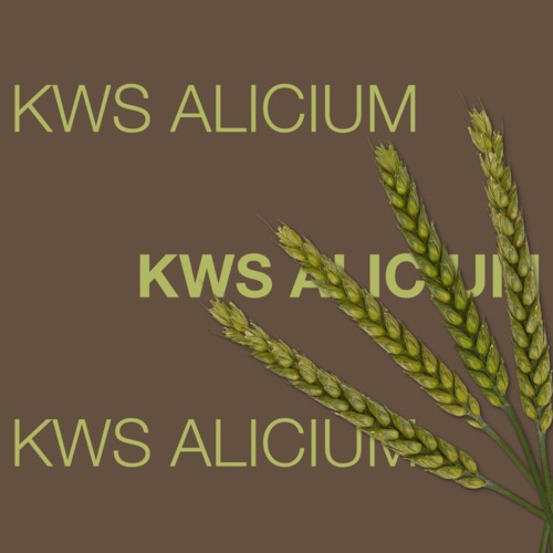 KWS ALICIUM
