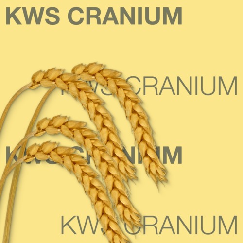 KWS CRANIUM
