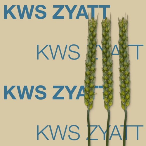 KWS ZYATT