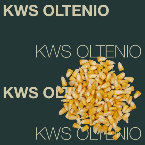 KWS OLTENIO