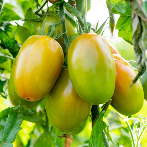 Varietà Di Pomodori A Maturazione Precoce Per Terreni Aperti - Foto 2