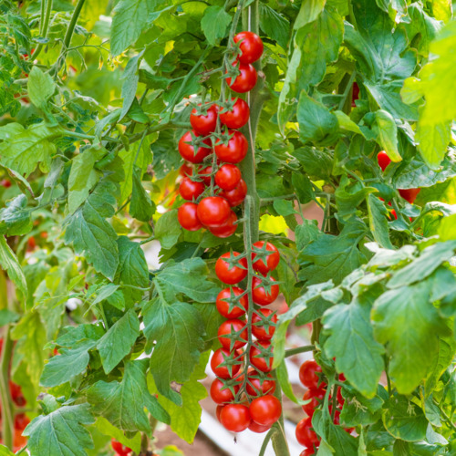 Scacco mattarello all'inflazione: Il propoli per la peronospora del  pomodoro e non solo