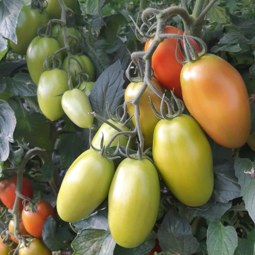 Pomodoro (Solanum Lycopersicum) Honeycomb F1 - Foto 7