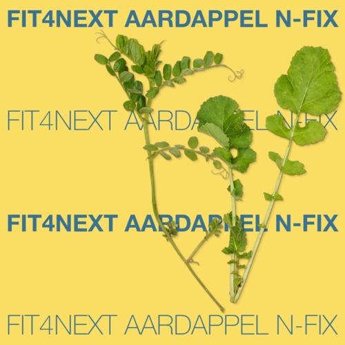 KWS Fit4NEXT AARDAPPEL N-FIX