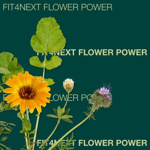 KWS Fit4NEXT FLOWER POWER