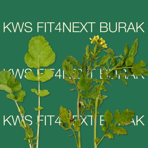KWS Fit4NEXT Burak