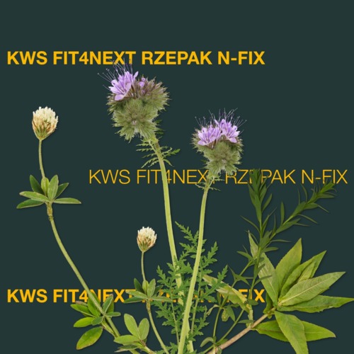 KWS Fit4NEXT Rzepak N-FIX