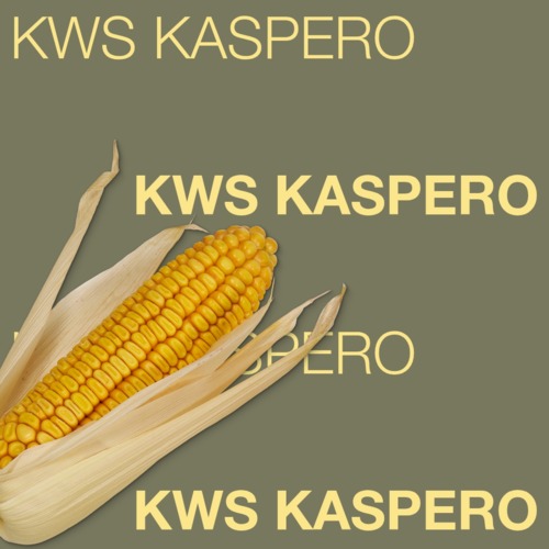 KWS KASPERO