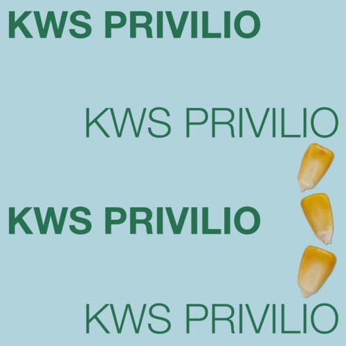KWS PRIVILIO