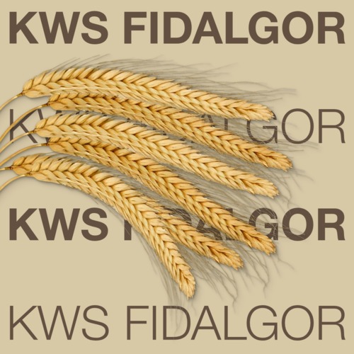 KWS FIDALGOR
