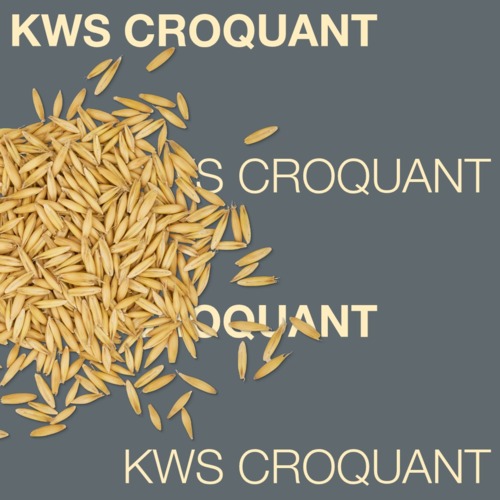 KWS CROQUANT