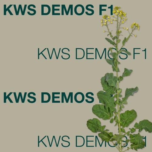 KWS DEMOS F1