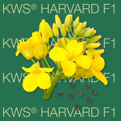 KWS® HARVARD F1