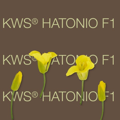 KWS® HATONIO F1