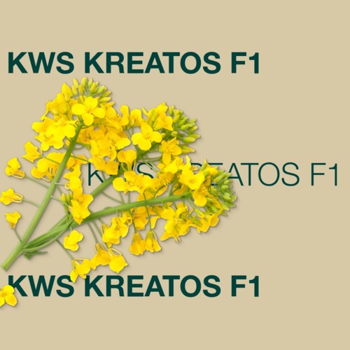 KWS KREATOS F1