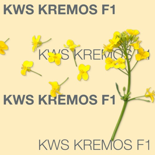 KWS KREMOS F1