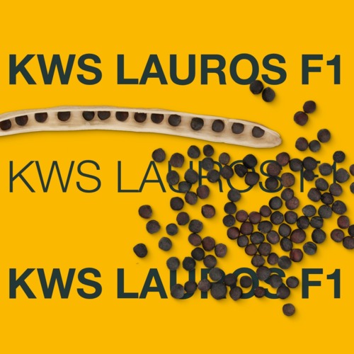 KWS LAUROS F1